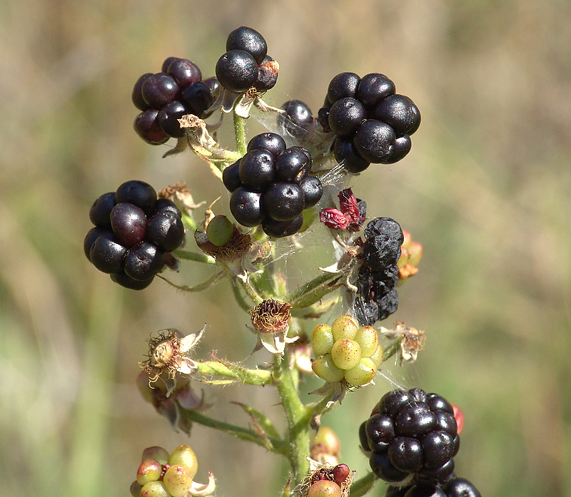 Изображение особи Rubus nessensis.