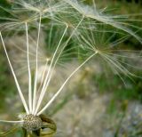 Tragopogon porrifolius подвид longirostris. Часть соплодия. Копетдаг, Чули. Май 2011 г.