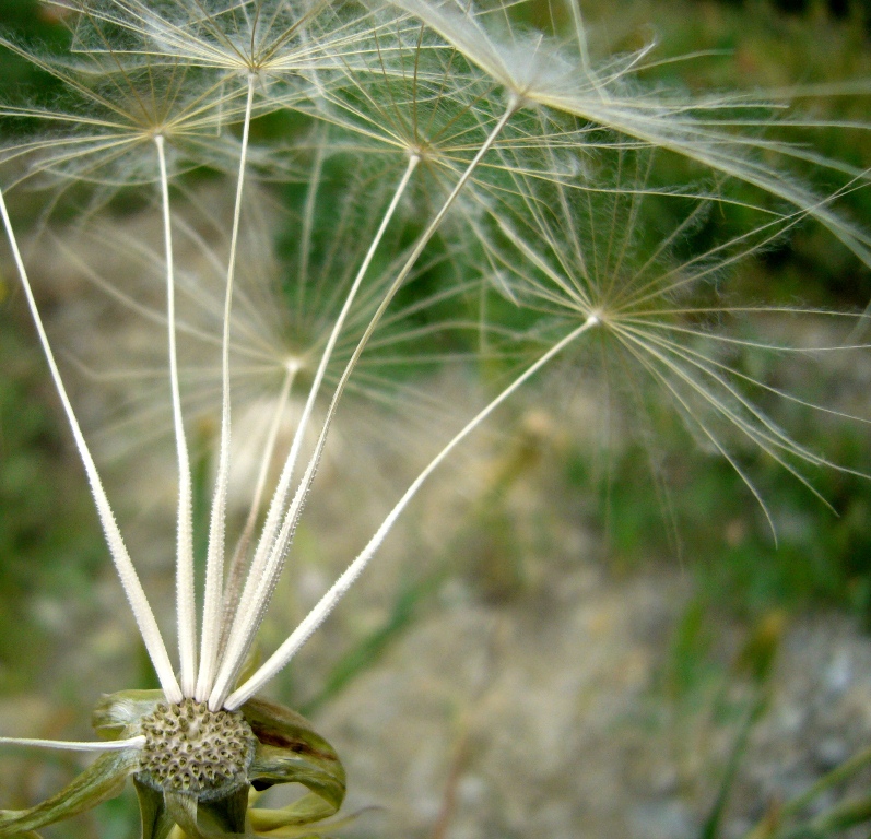 Image of Tragopogon porrifolius ssp. longirostris specimen.