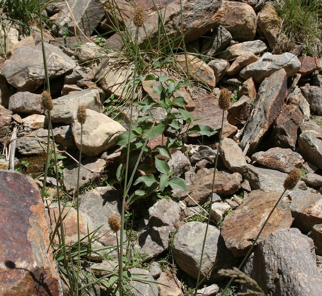 Image of familia Poaceae specimen.