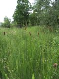 Typha laxmannii