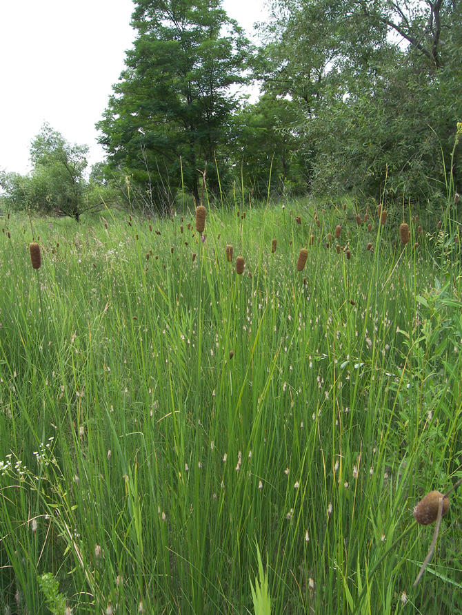 Изображение особи Typha laxmannii.