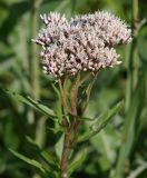 Eupatorium lindleyanum. Верхушка цветущего растения. Приморье, окр. Артёма, Владивостокский аэропорт \"Кневичи\". 24.08.2009.