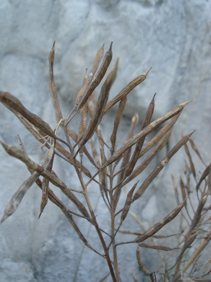 Image of Brassica oleracea specimen.