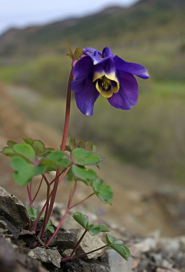 Изображение особи Aquilegia flabellata.