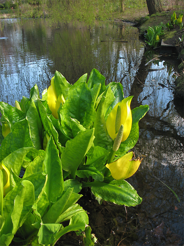 Изображение особи Lysichiton americanus.