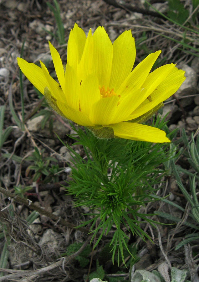 Image of Adonis vernalis specimen.