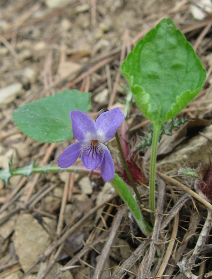 Изображение особи Viola ambigua.