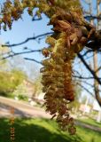 Image of taxon representative. Author is Владимир Миколаевский