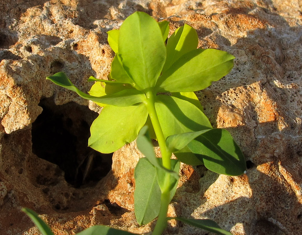 Изображение особи Euphorbia hierosolymitana.