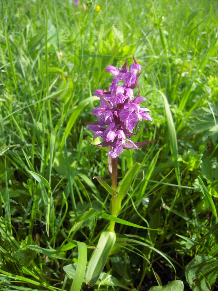 Изображение особи Dactylorhiza euxina.