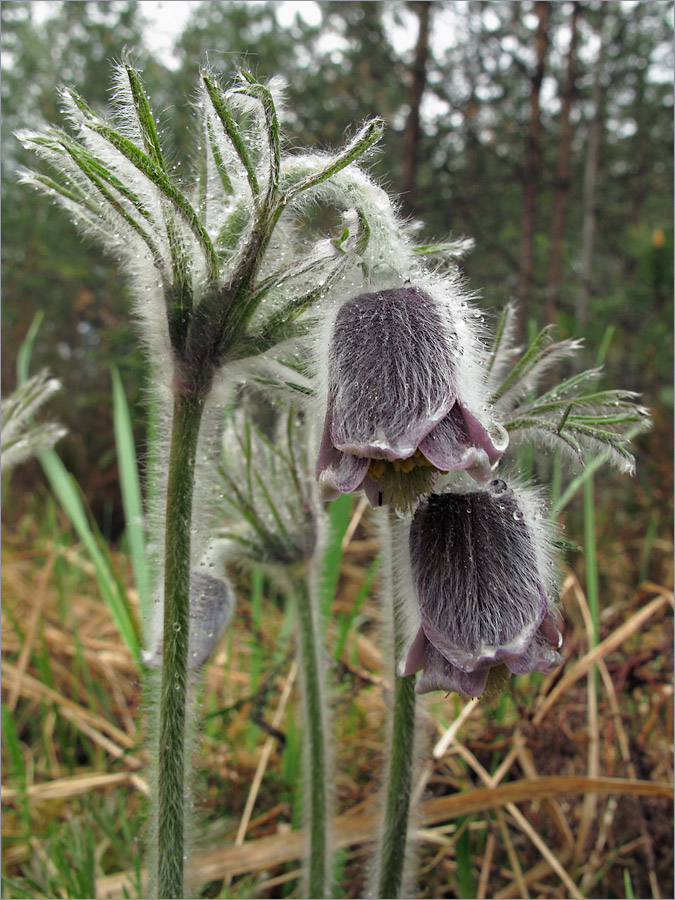 Изображение особи Pulsatilla pratensis.