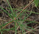 Galium hexanarium. Средняя часть побега. Татарстан, Бугульминский р-н, остепнённый склон. 13.06.2012.