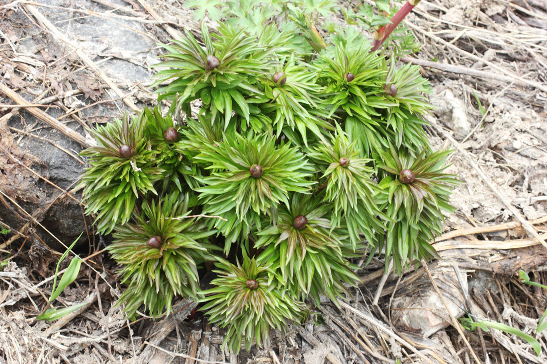 Image of Paeonia hybrida specimen.