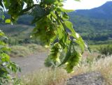 Carpinus orientalis. Ветвь с соплодиями. Крым, окр. г. Ялта, у дороги между виноградниками. 23 июня 2012 г.