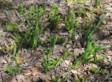 Lycopodium clavatum. Спороносящее растение. Московская обл., Шатурский р-н, окр. пос. Туголесский Бор. 09.07.2012.