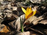 Crocus angustifolius