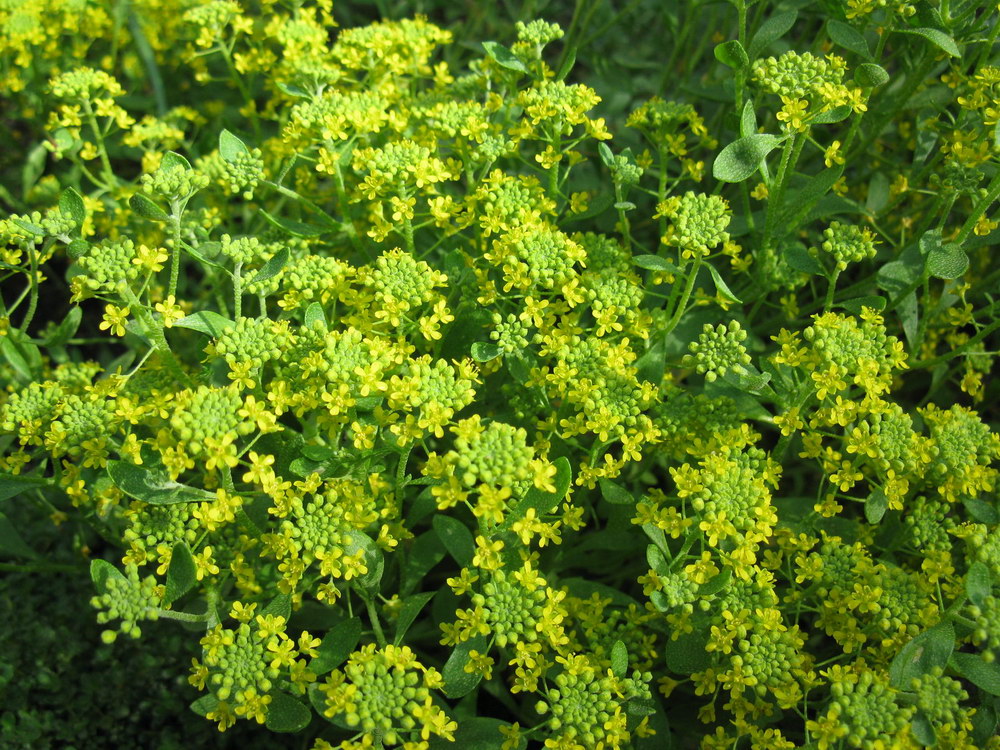 Image of Odontarrhena obtusifolia specimen.