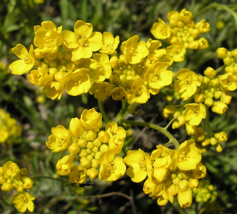 Изображение особи Aurinia saxatilis.