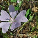 Malva thuringiaca