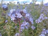 Phacelia tanacetifolia