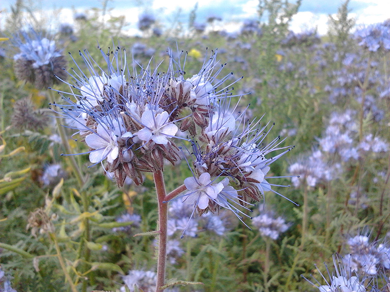 Image of Phacelia tanacetifolia specimen.