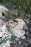 Papaver litwinowii. Верхушка цветущего и плодоносящего растения. Южный Казахстан, хр. Боролдайтау, ущ. Кенозен; 1050 м н.у.м. 01.05.2012.