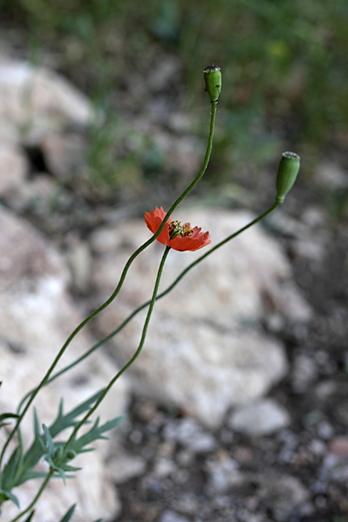 Изображение особи Papaver litwinowii.