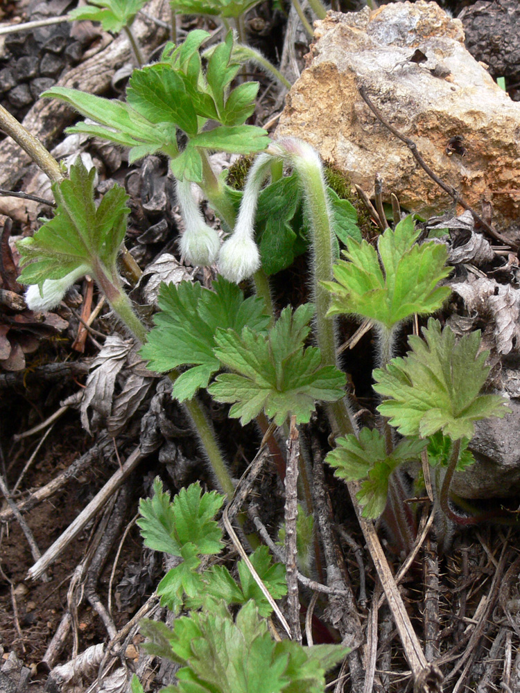 Image of Anemone sylvestris specimen.