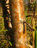 Crataegus chlorocarpa
