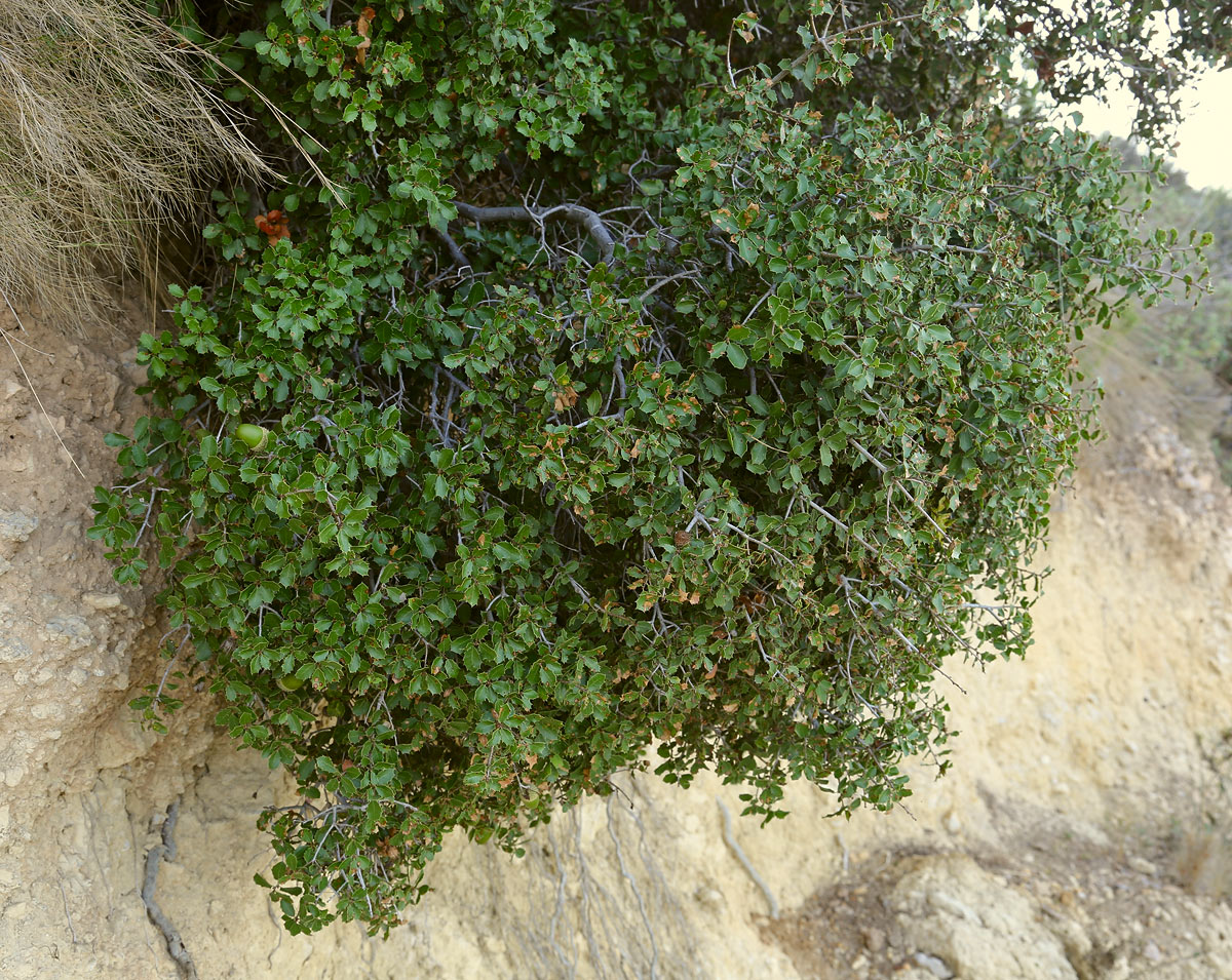 Image of Quercus coccifera specimen.