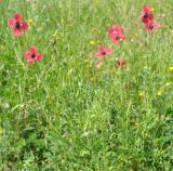 Papaver hybridum