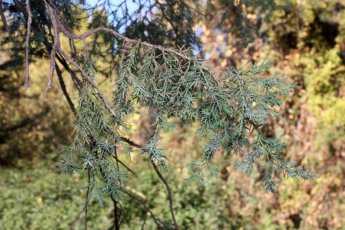 Изображение особи Juniperus chinensis.