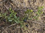 Rubia tinctorum