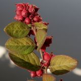Symphoricarpos × doorenbosii. Верхушка побега с соплодиями и листьями, принимающими осеннюю окраску. Германия, г. Кемпен, у прогулочной дорожки. 11.11.2012.