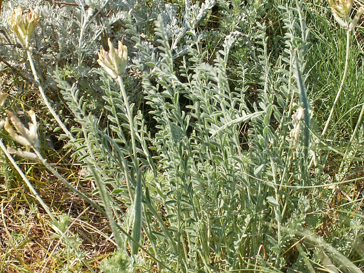 Изображение особи Astragalus reduncus.