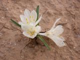 Colchicum ritchiei. Цветущее растение. Israel, Northern Negev. 12.01.2007.