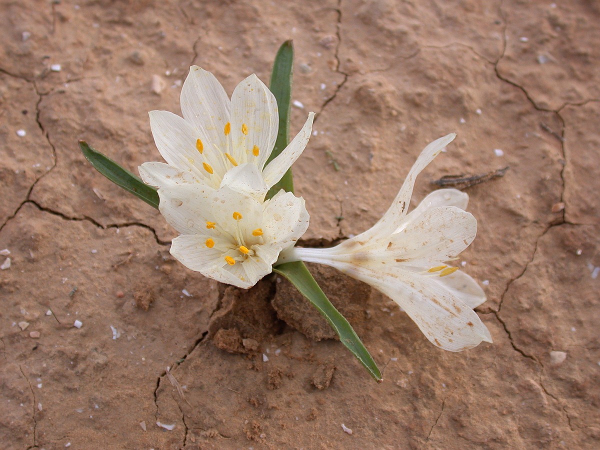 Изображение особи Colchicum ritchiei.