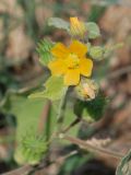 Abutilon theophrasti