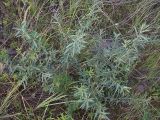 Hippophae rhamnoides. Молодое растение. Курская обл., Железногорский р-н, р. Песочная, хвостохранилище МГОКа. 11 сентября 2007 г.