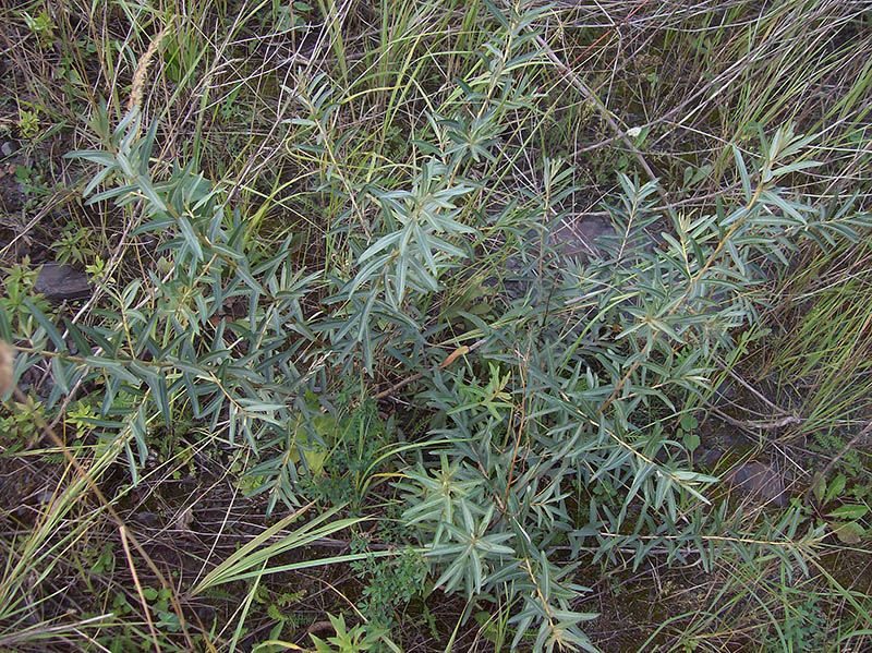 Image of Hippophae rhamnoides specimen.