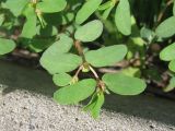 Euphorbia glyptosperma