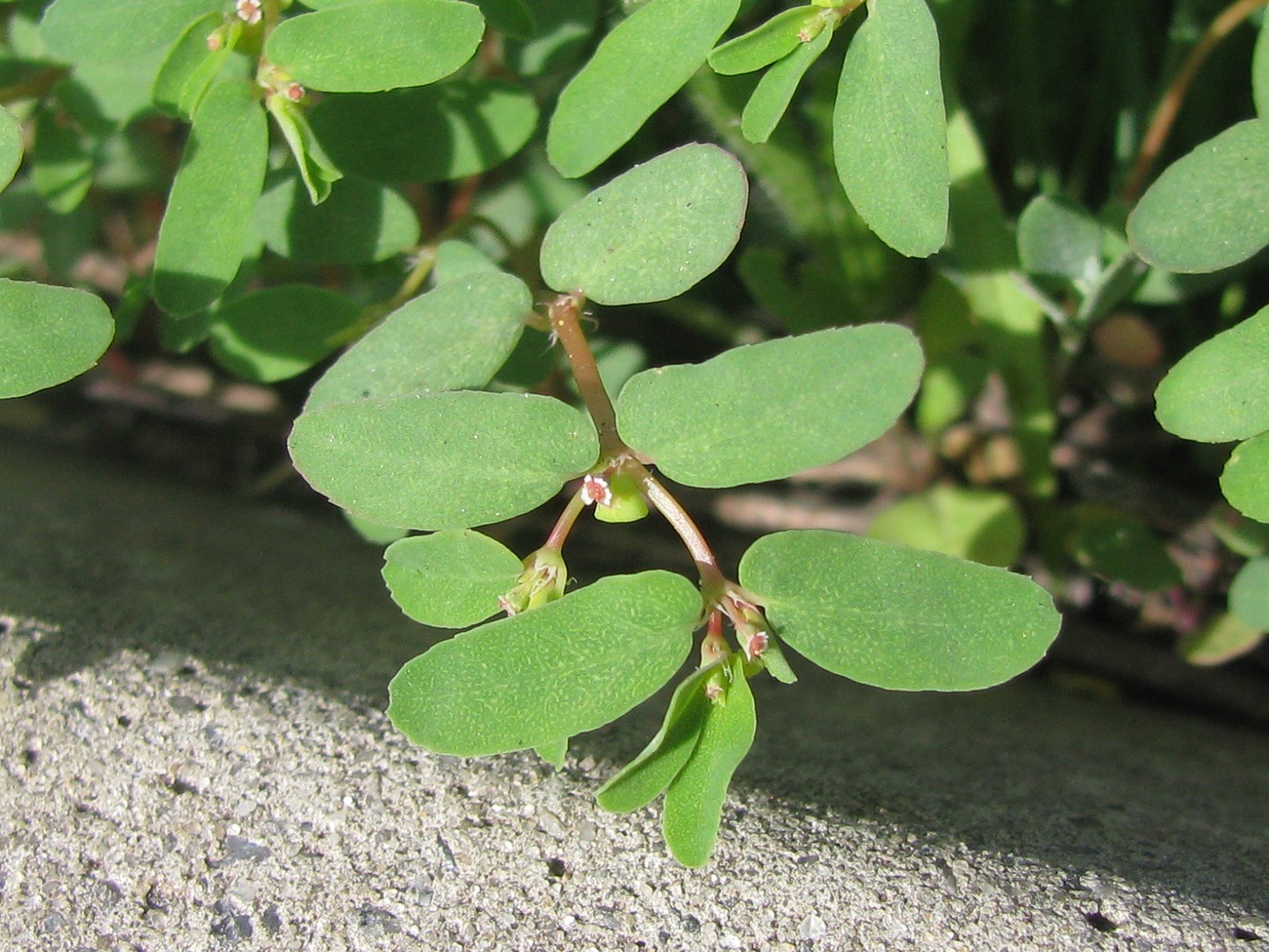 Изображение особи Euphorbia glyptosperma.