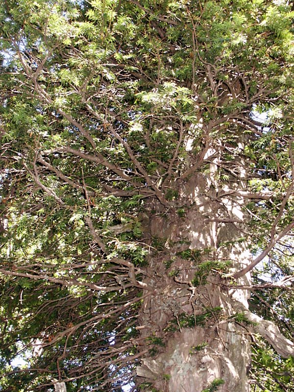 Image of Taxus baccata specimen.