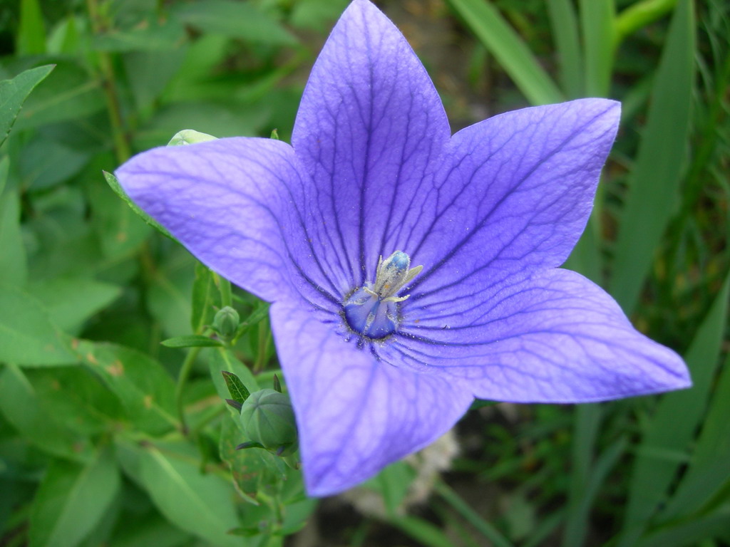Image of Platycodon grandiflorus specimen.