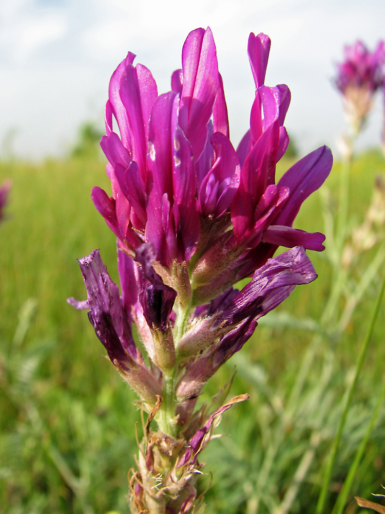 Изображение особи Astragalus borysthenicus.