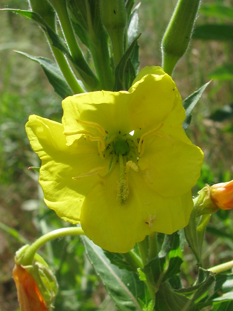 Image of Oenothera biennis specimen.