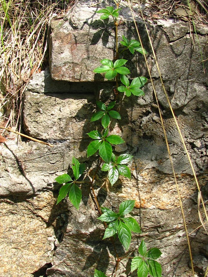 Изображение особи Parthenocissus quinquefolia.