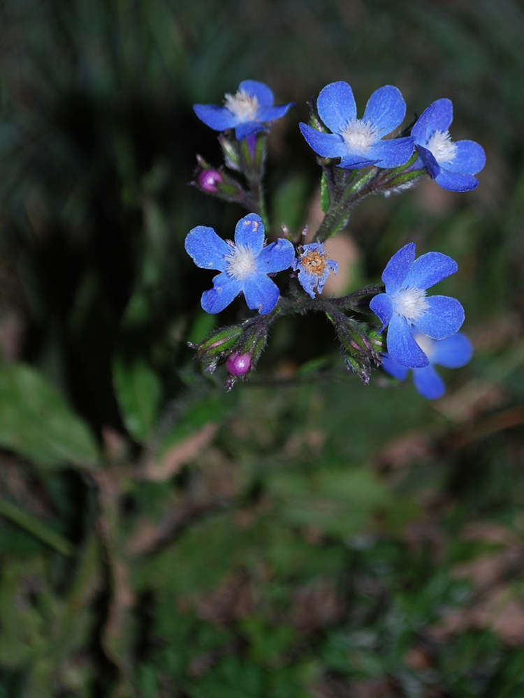 Image of Anchusa azurea specimen.