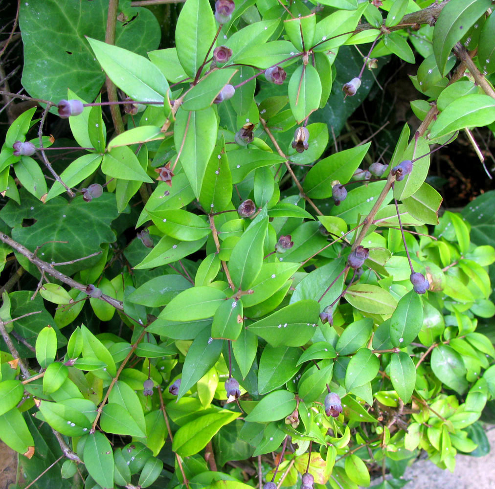 Image of Myrtus communis specimen.